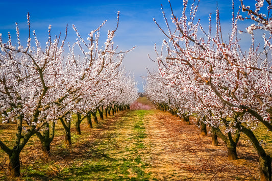 The Sounds of Spring